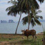 A beautiful bay in Koh Yao Noi