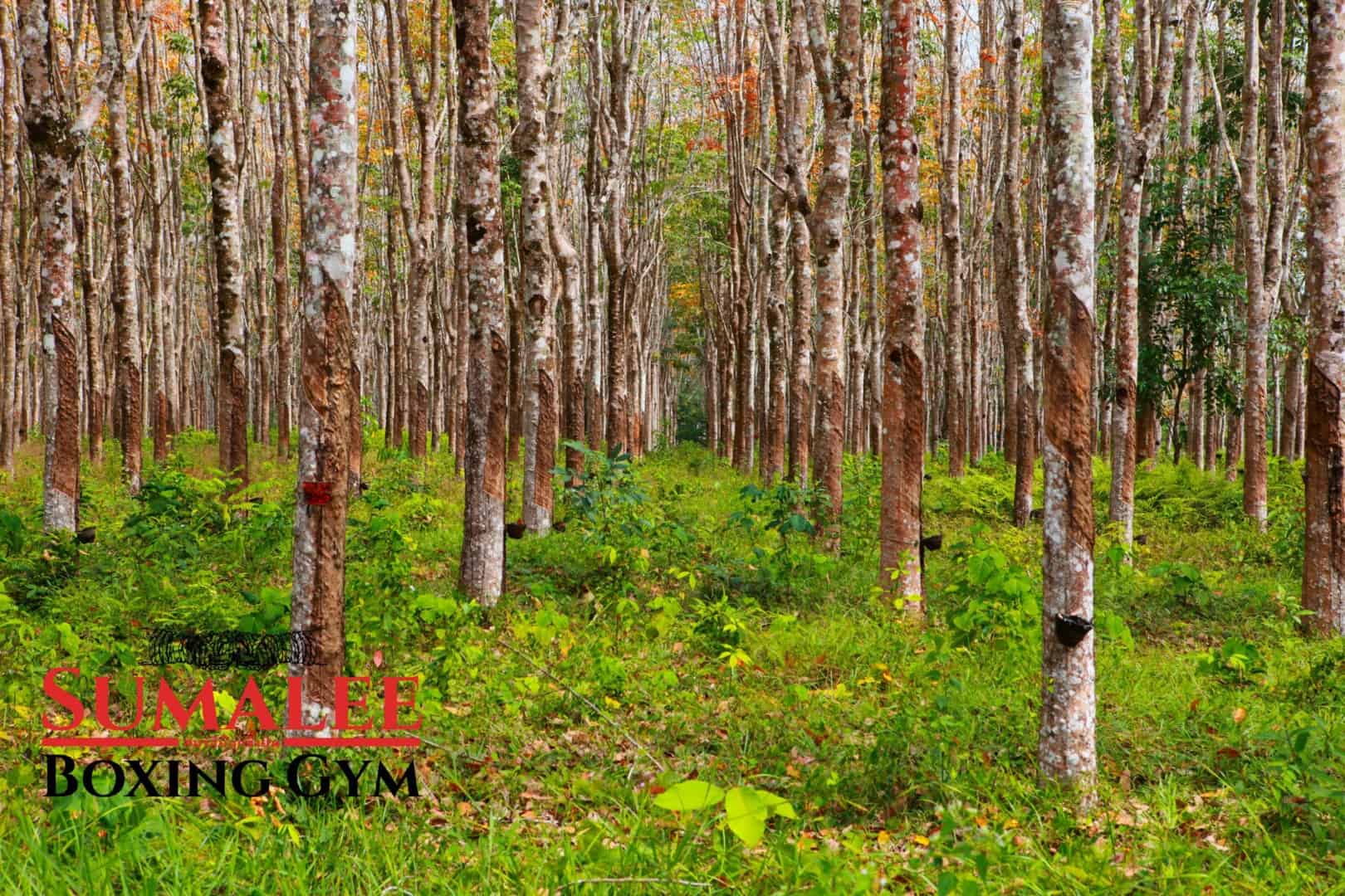 Rubber Plantation, Thalang, Phuket