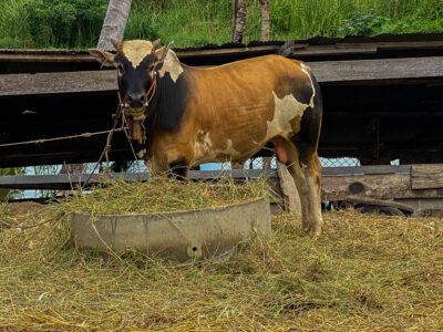 Kanchanaburi: Farm